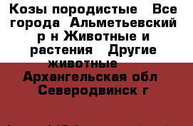 Козы породистые - Все города, Альметьевский р-н Животные и растения » Другие животные   . Архангельская обл.,Северодвинск г.